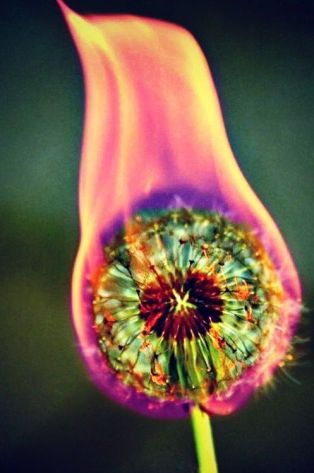 dandelion fire